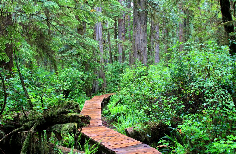 Vancouver island forest fathi