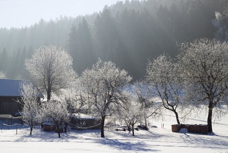 Country life landscape trees