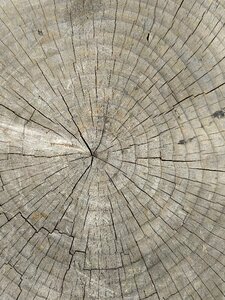 Wood stump photo