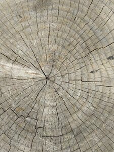 Wood stump