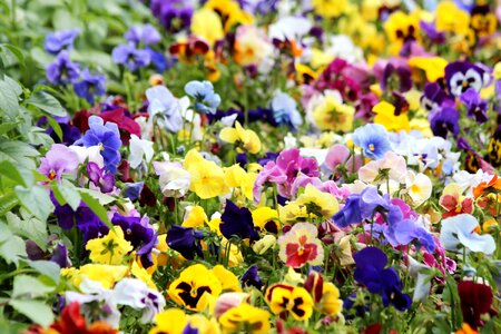 Summer flowers garden flowers garden plants