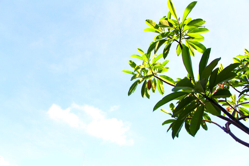 Blue sky green tree