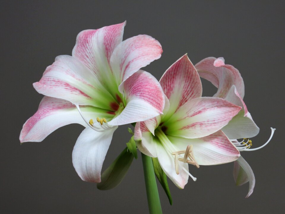 Flower blossom bloom