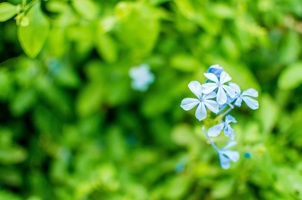 Blue green plant nature