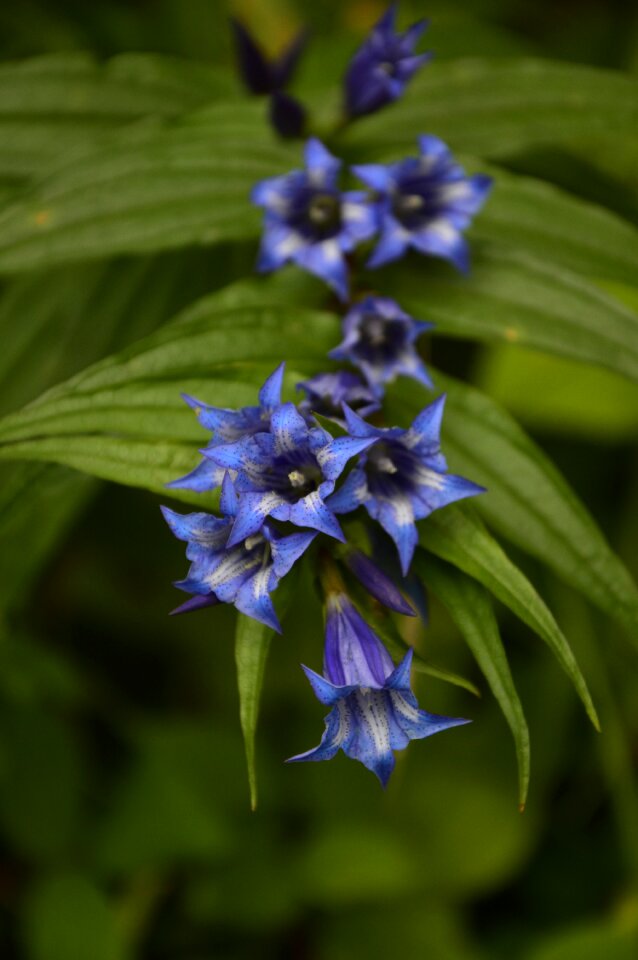 Daisy violet blooms