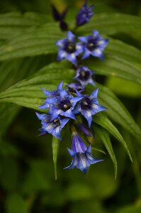 Daisy violet blooms