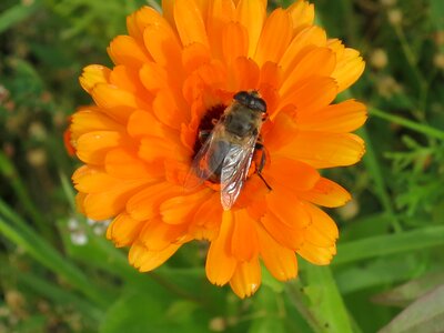 Blossom bloom insect
