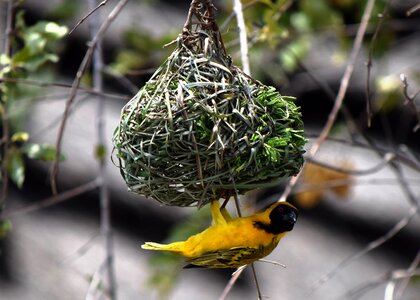 Nest building yellow gray social photo