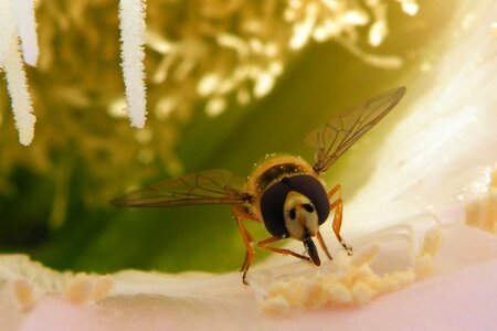 Wing pollen insect photo