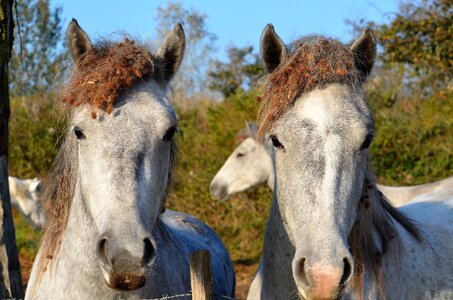 Horses animals mane