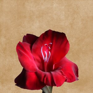 Gladiolus red drawing