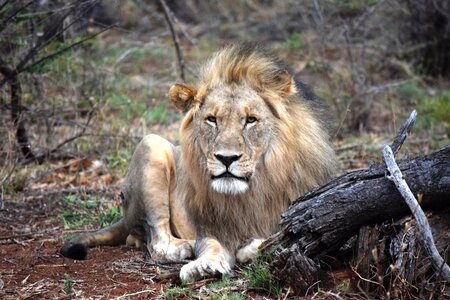 Safari animal king photo