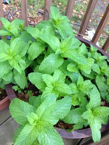 Green herb herbal photo