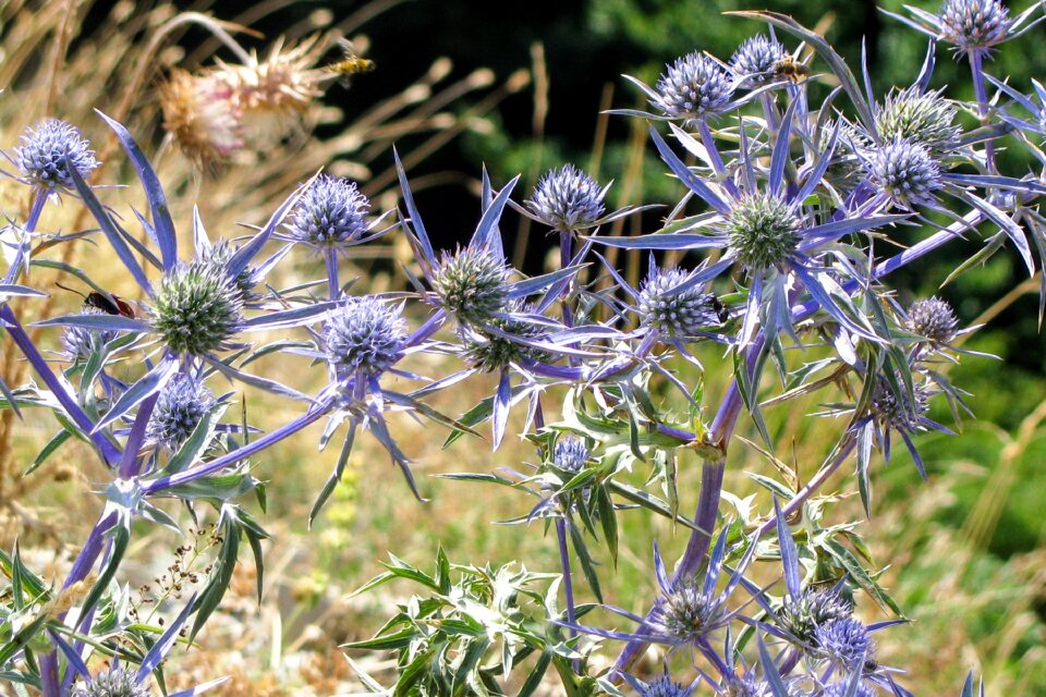 Wild plant star flower blue