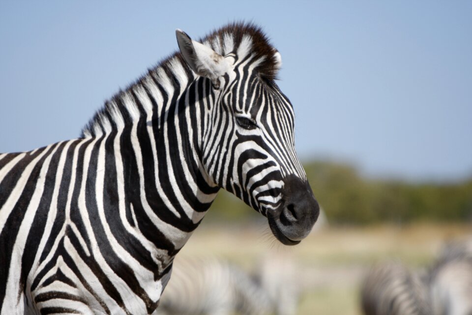 Nature wild animals