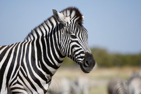 Nature wild animals