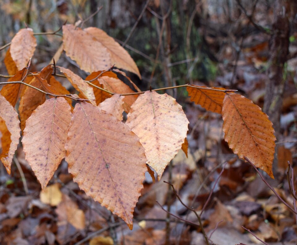 Leaves foliage winter