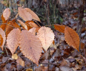 Leaves foliage winter photo