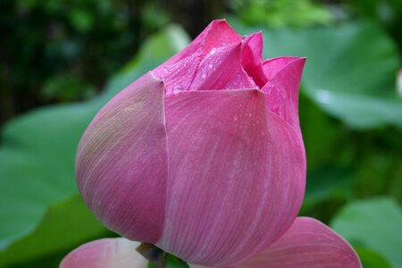 Lotus asia cambodia photo