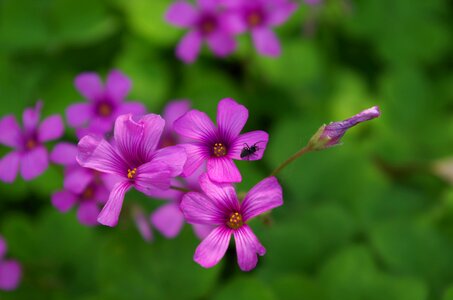 Green wallpaper flower