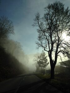 Fog tree mood photo