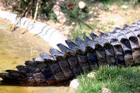 Crocodile reptile head
