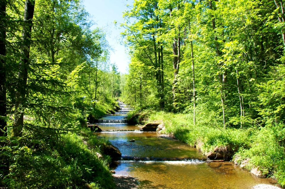 Nature trees raemsel