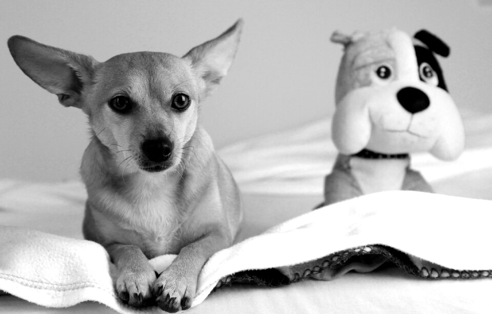 Pets nature cute