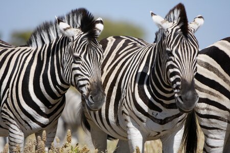 Nature wild animals