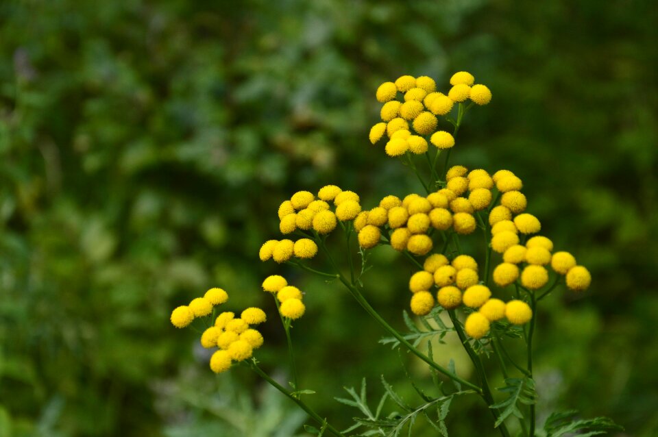 Plants a garden plant spring