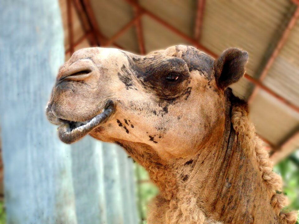 Camelus dromedarius mozolenogoe animal animal