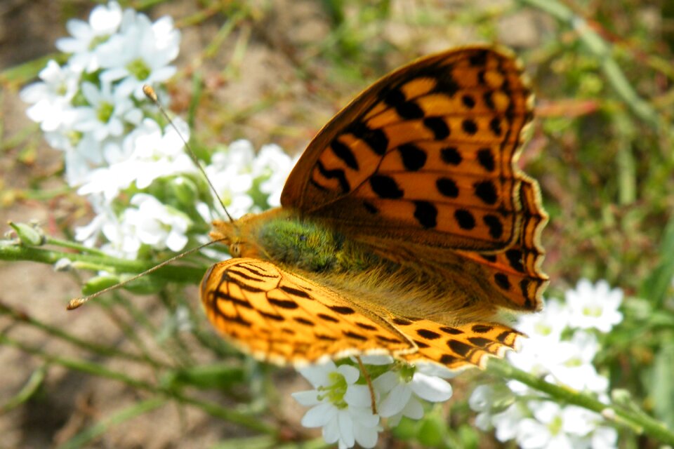 Nature blossom bloom