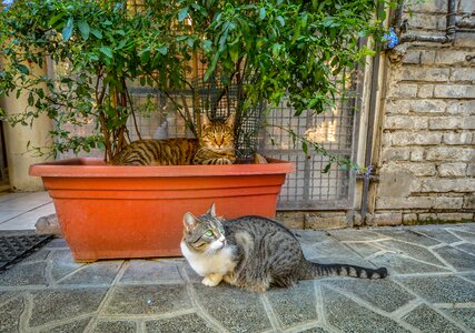 Italy italian feline photo