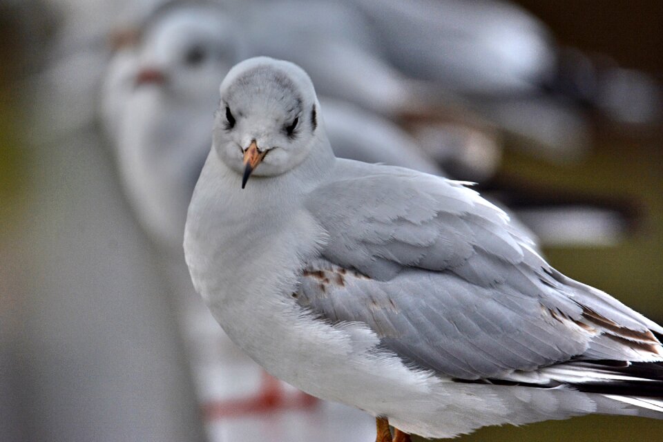 East frisia seagull cheeky