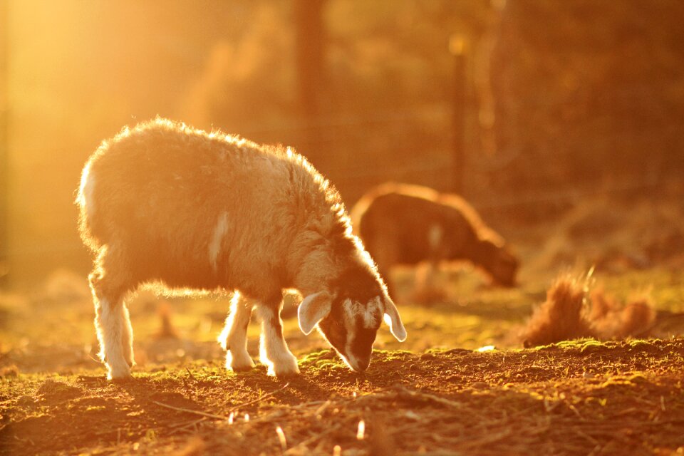 Sunlight animal nature