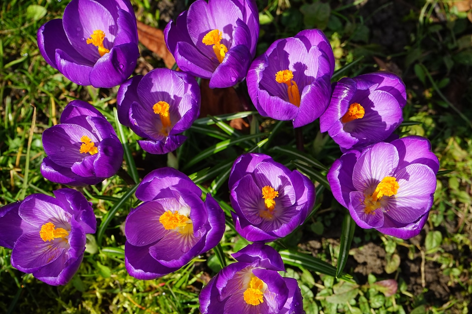 Close up spring bühen