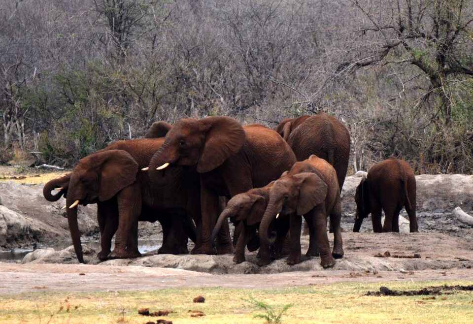 Brown skin family mammals