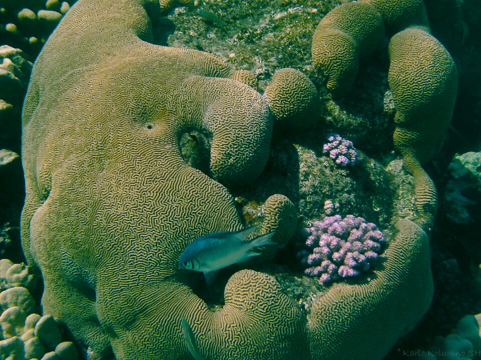 Fish meeresbewohner sea