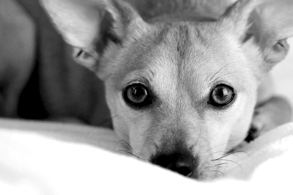 Pets nature cute