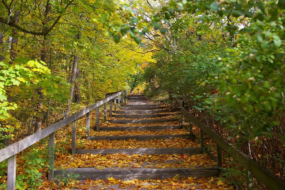 Nature autumn forest