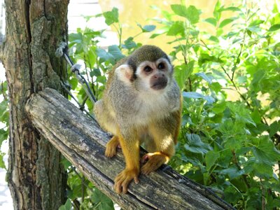 Monky marmoset zoo