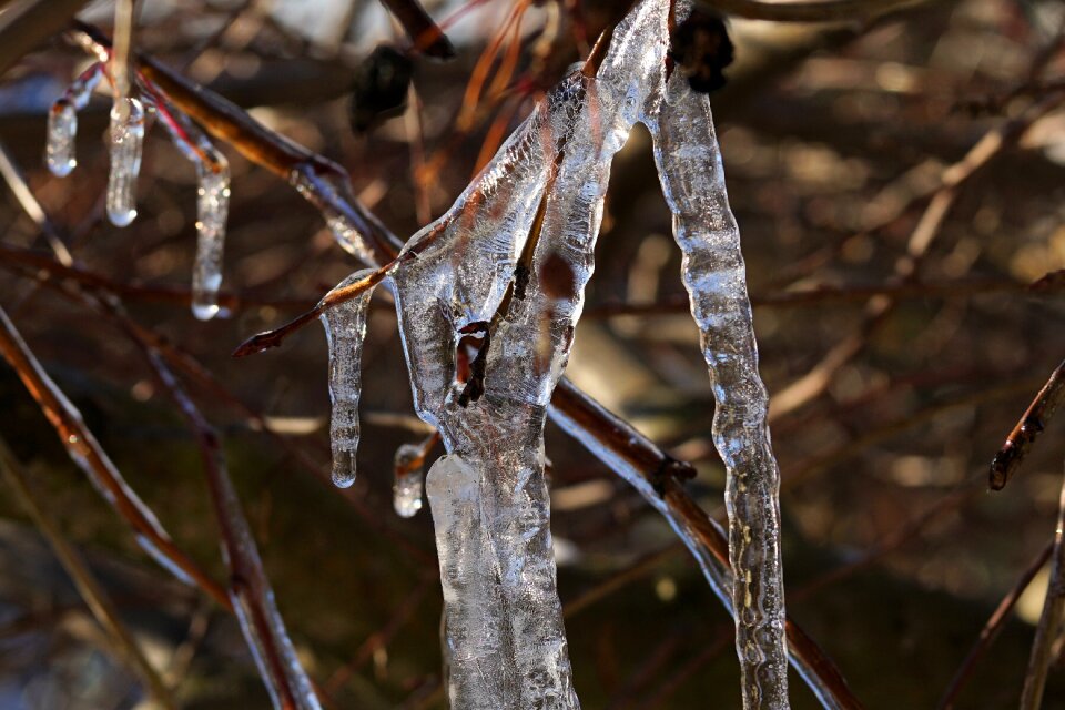 Icicle frost tree photo