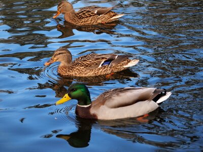 Ducks nature wild birds photo