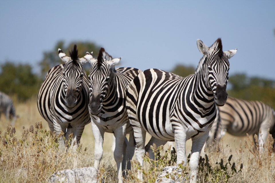 Nature wild animals