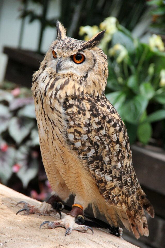 Bird zoo kachoen