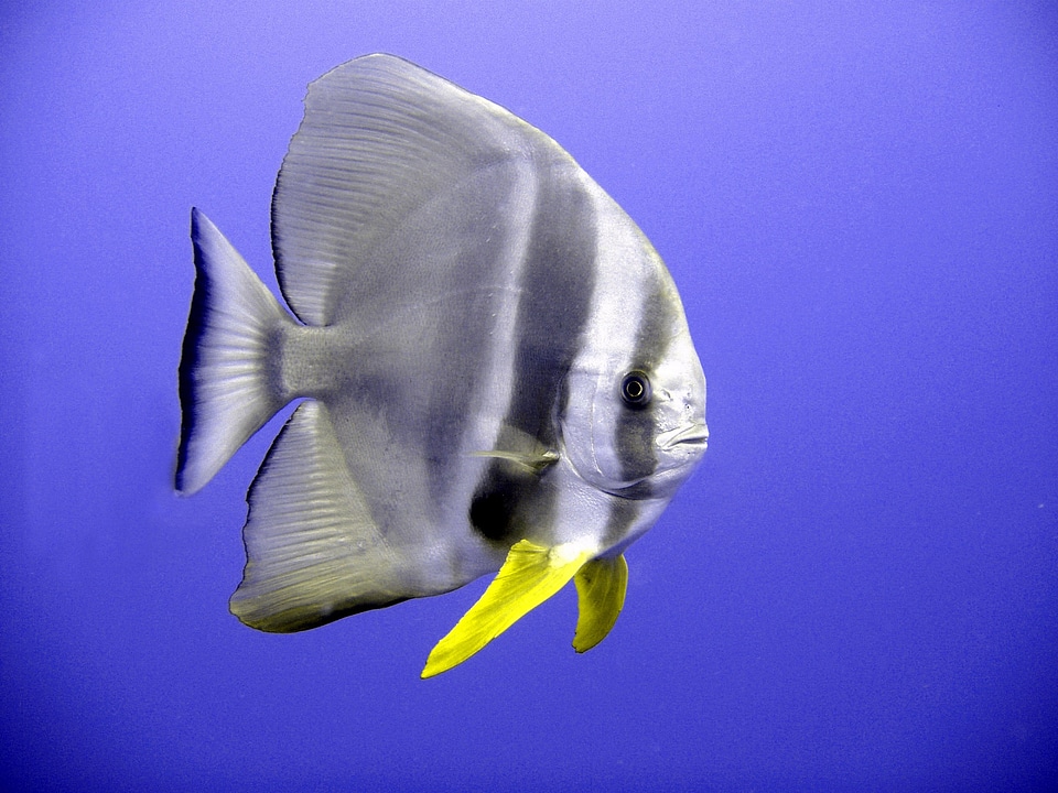 Exotic diving underwater