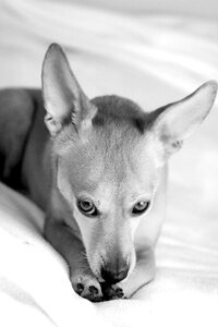 Pets nature cute
