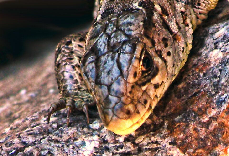 Creature scale nature