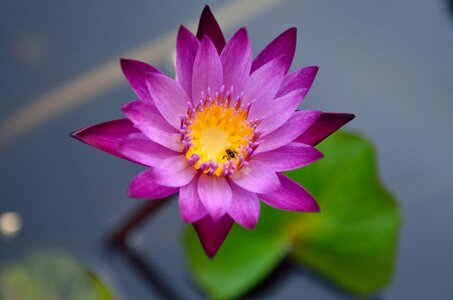 Lotus plant pond