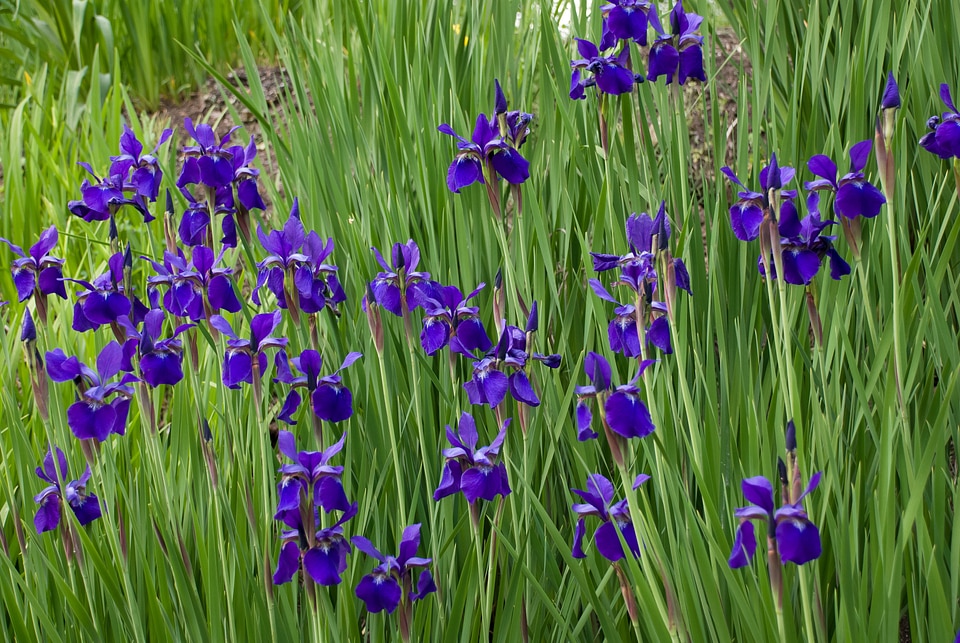 Floral plants natural